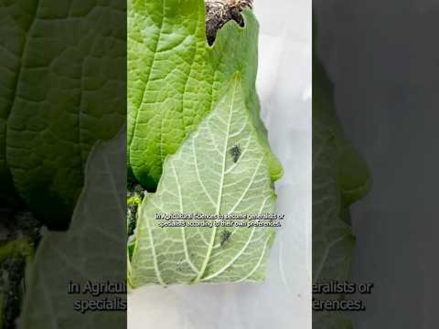 A close-up of a green leaf shows a dark spot in the center, possibly indicating disease or damage. Another green leaf is partially visible in the background. The image is overlaid with text.
