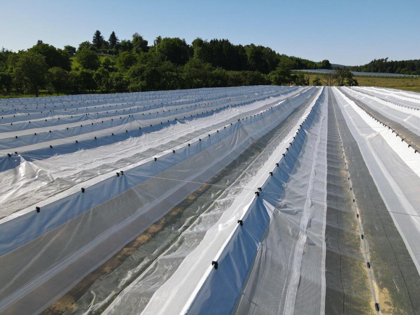 Rows of plants covered with white plastic tarpaulins stretch out under a clear blue sky across a field bordered by green trees in the distance.