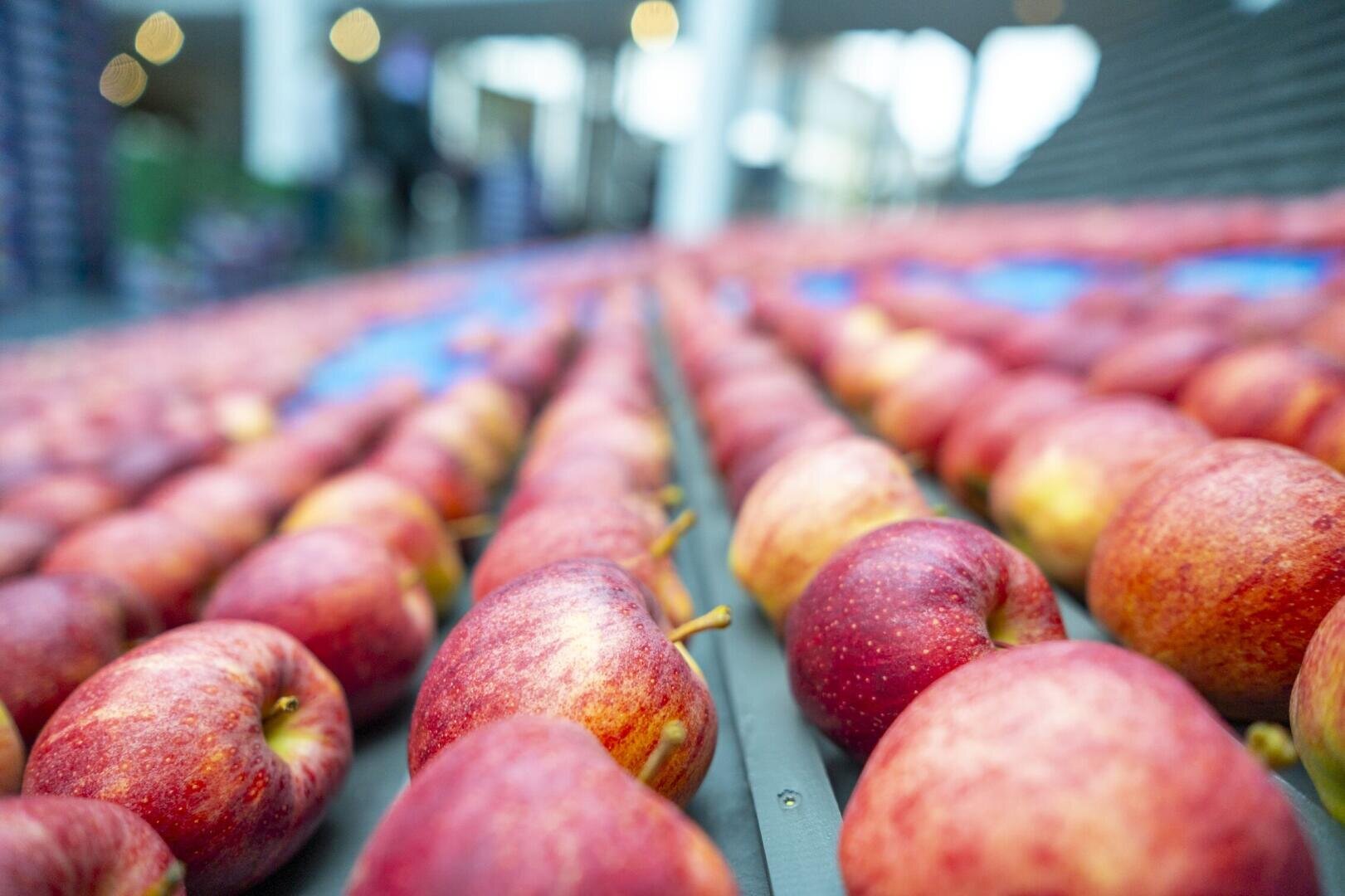 Auf einem Förderband in einer Verarbeitungsanlage sind Reihen roter Äpfel aufgereiht. Der Hintergrund ist unscharf, der Fokus liegt auf den Äpfeln im Vordergrund.