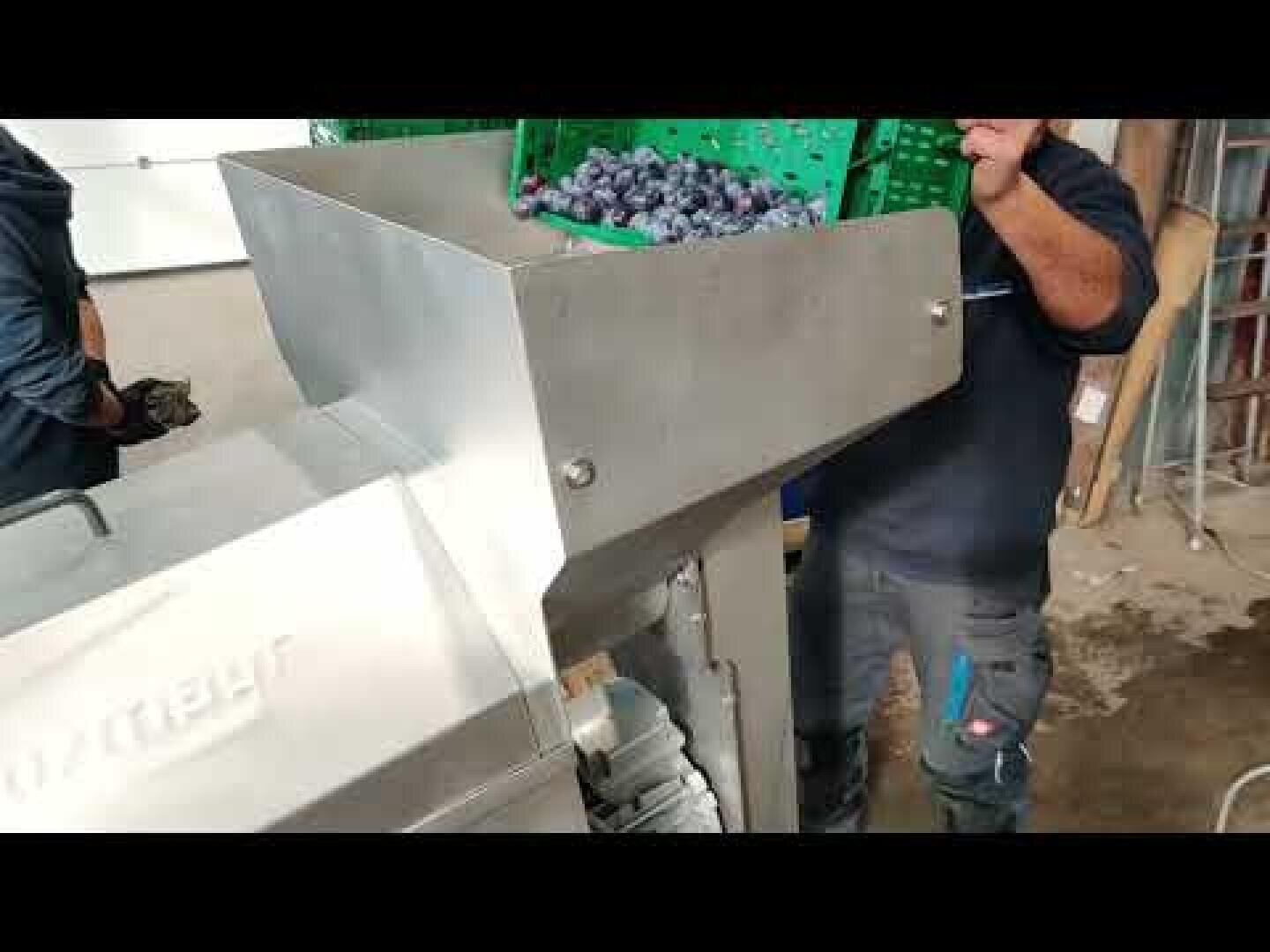 Eine Person schüttet eine grüne Kiste mit Trauben in eine große Edelstahlmaschine, die wahrscheinlich zur Verarbeitung oder Zerkleinerung in einer Industrieanlage dient.
