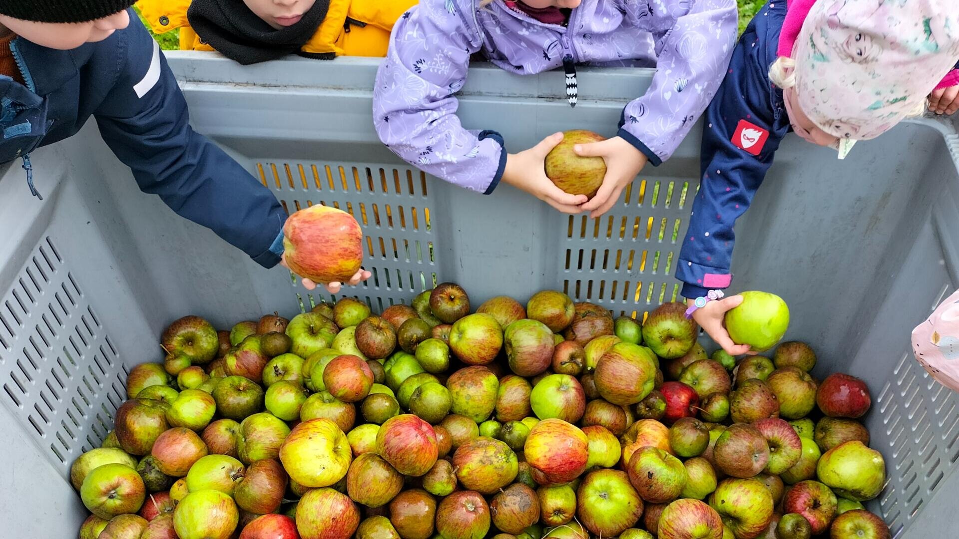 Kinder in bunten Jacken greifen in eine große graue Tonne, die mit verschiedenen Äpfeln gefüllt ist, und nehmen die Früchte in die Hand, um sie zu untersuchen. Der Behälter ist hauptsächlich mit grünen und roten Äpfeln gefüllt.