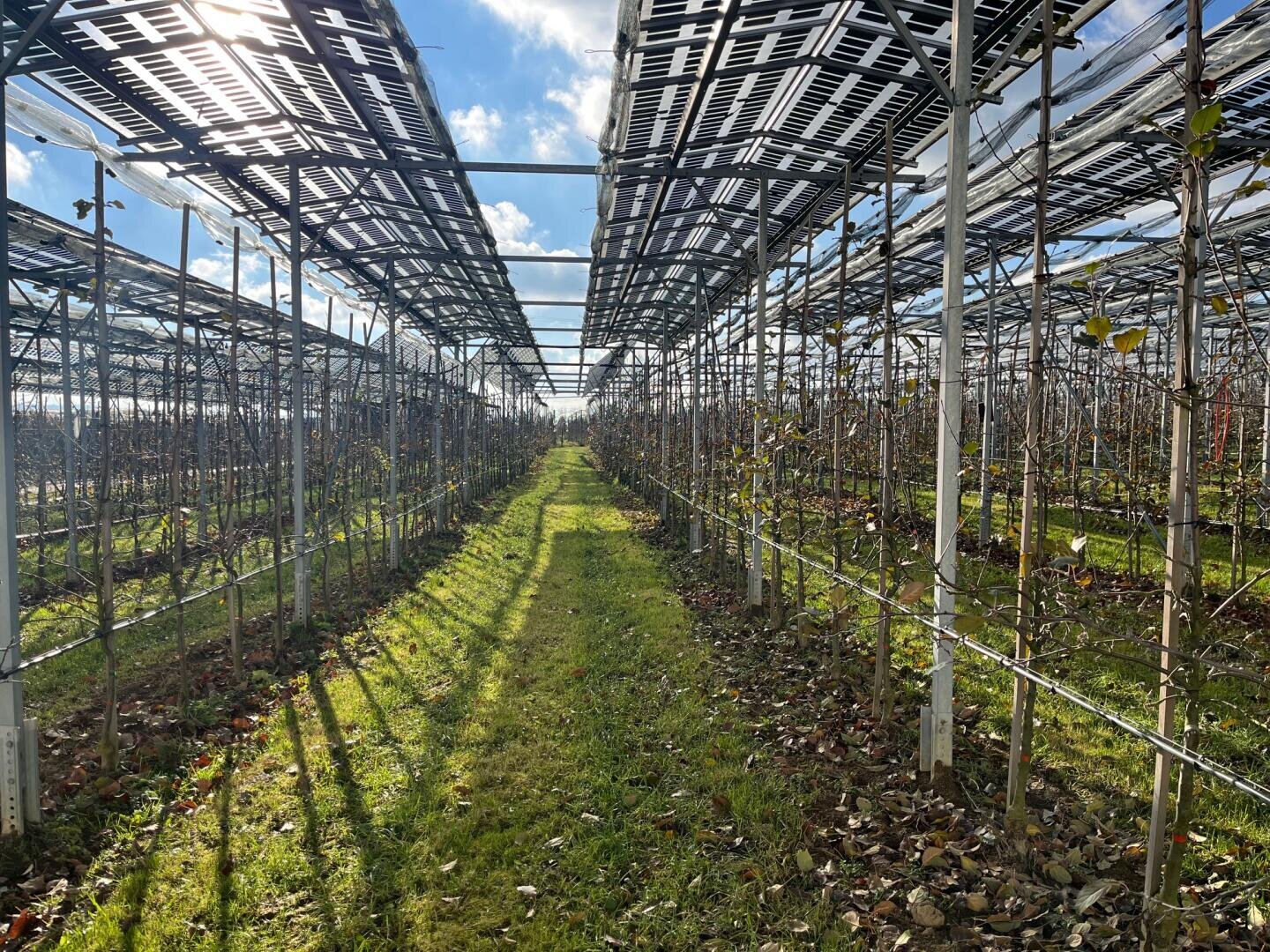 Reihen von Obstbäumen wachsen unter aufgeständerten Solarpaneelen auf einem Feld. Das Sonnenlicht wirft Schatten auf den grasbewachsenen Weg zwischen den Reihen. Der Himmel ist teilweise bewölkt.