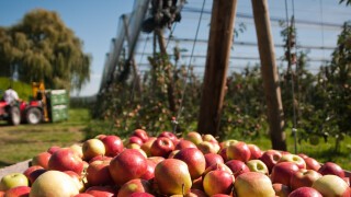 Fruit growing and harvesting needs